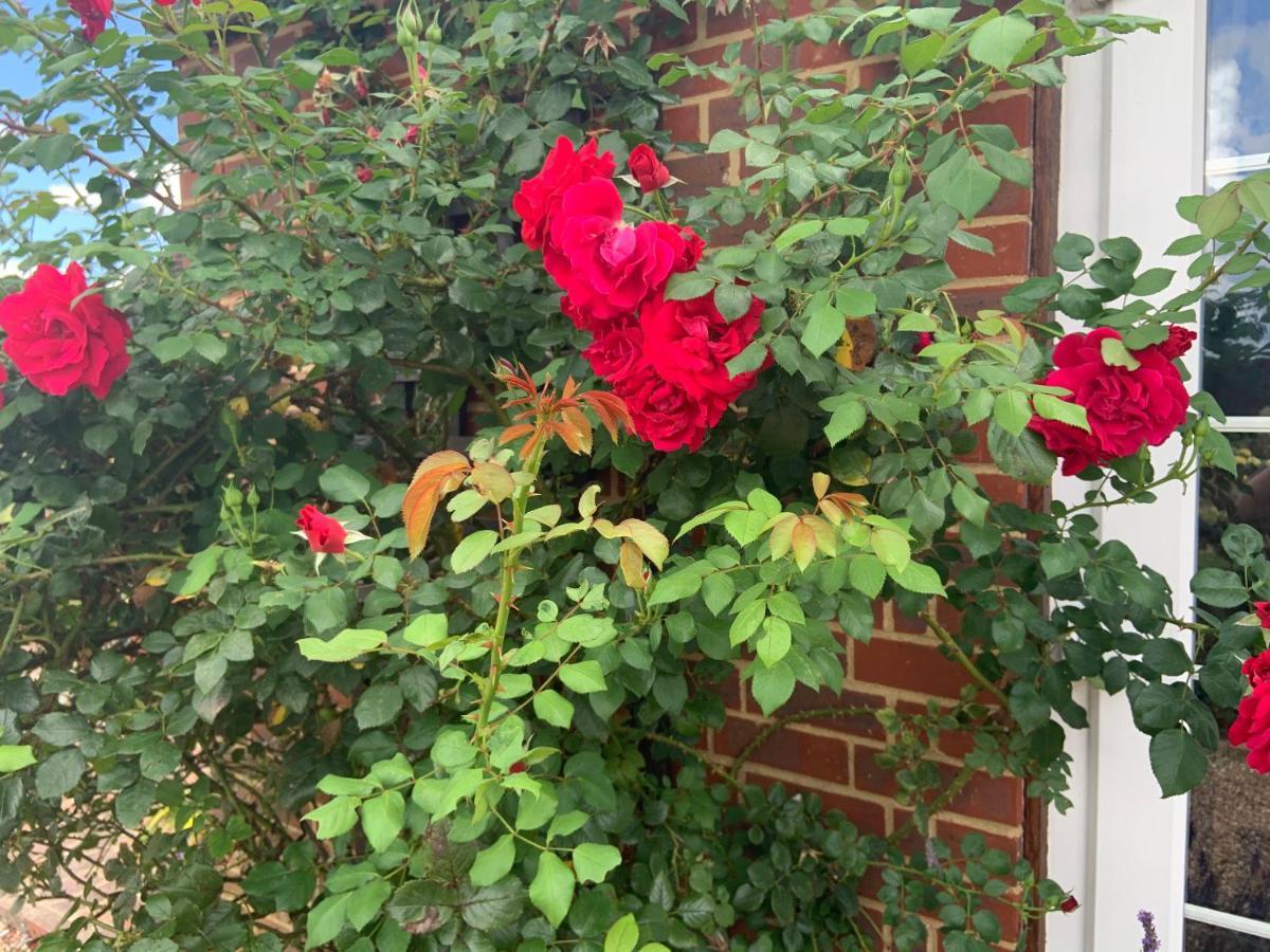 Rose Cottage Rye Dış mekan fotoğraf